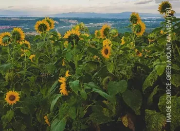 Green Mountain View